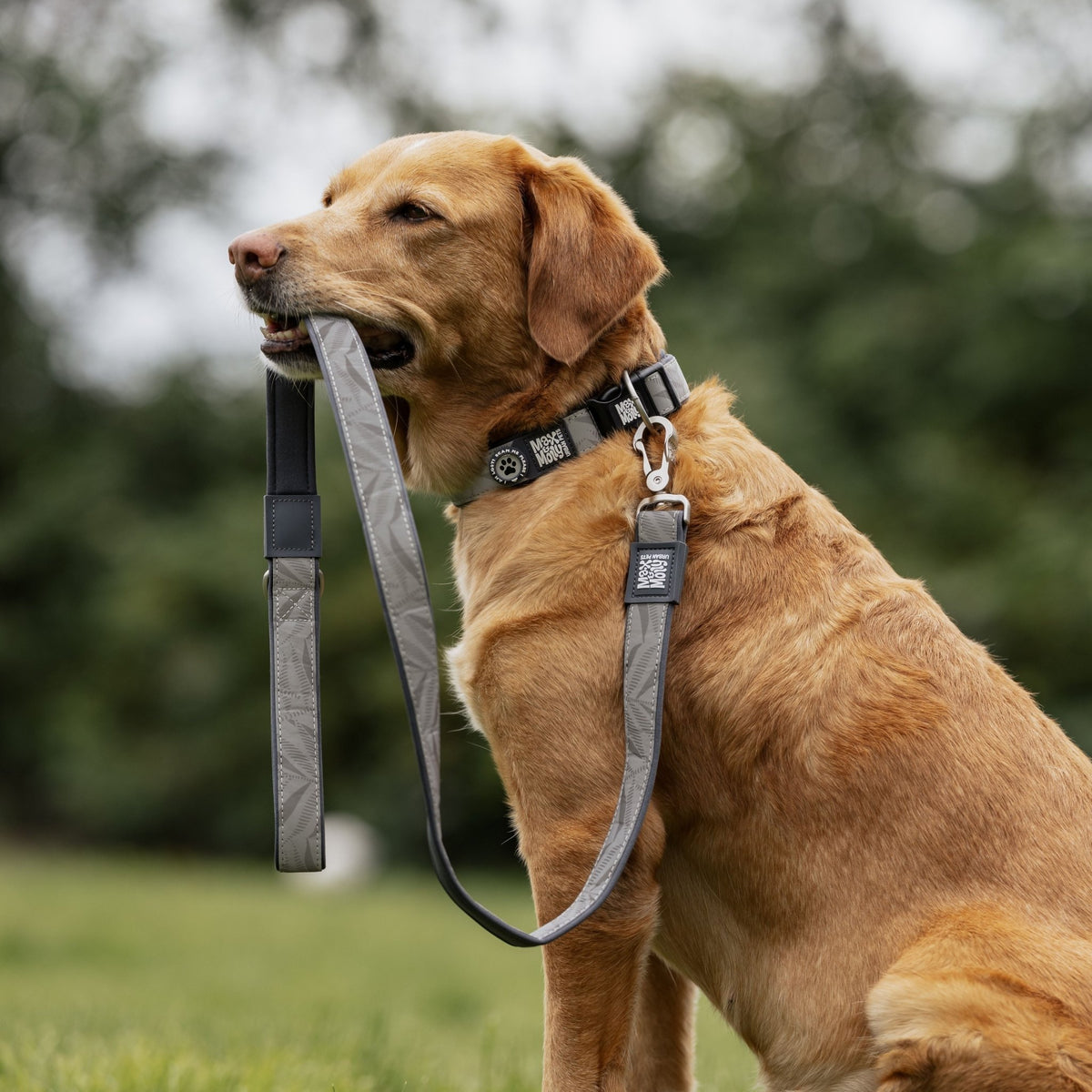 Gotcha! Smart ID Dog Collar Reflexion - Garden