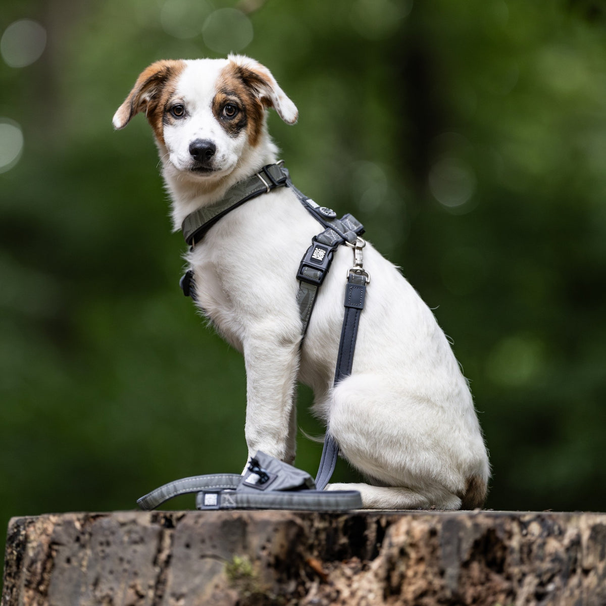 Gotcha! Smart ID Harness Reflexion  - Garden