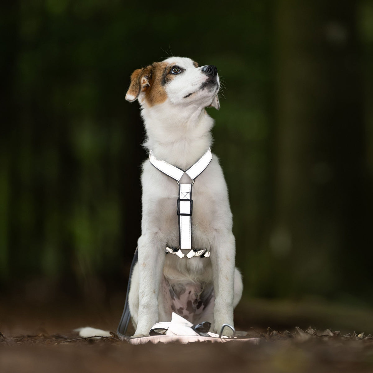 Gotcha! Smart ID Harness Reflexion  - Garden