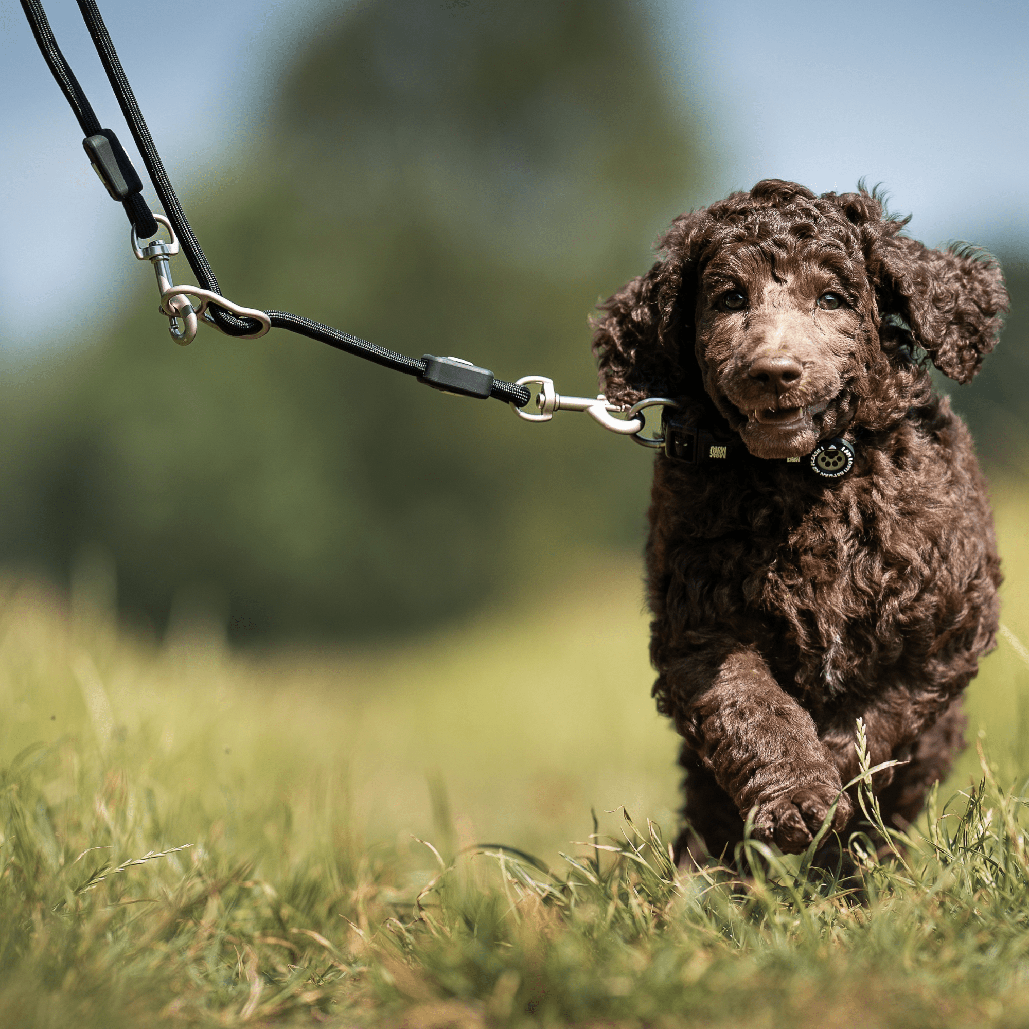 Rope Leash - MATRIX 2.0 Black