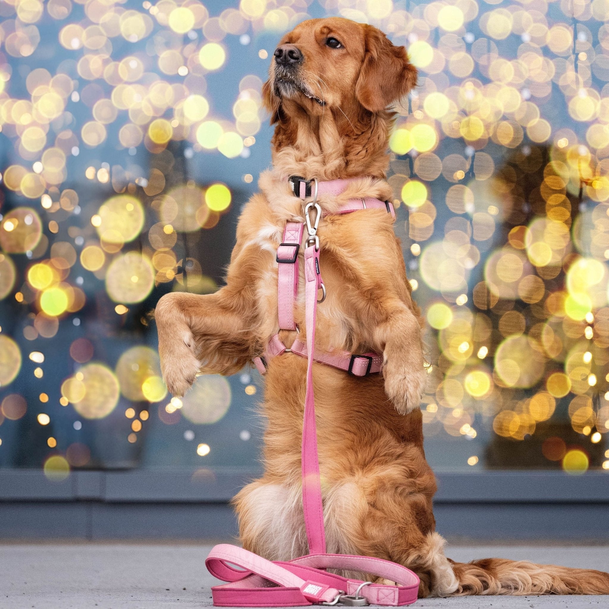 GOTCHA! Smart ID Comfort H-Geschirr - Matrix 2.0 Rose