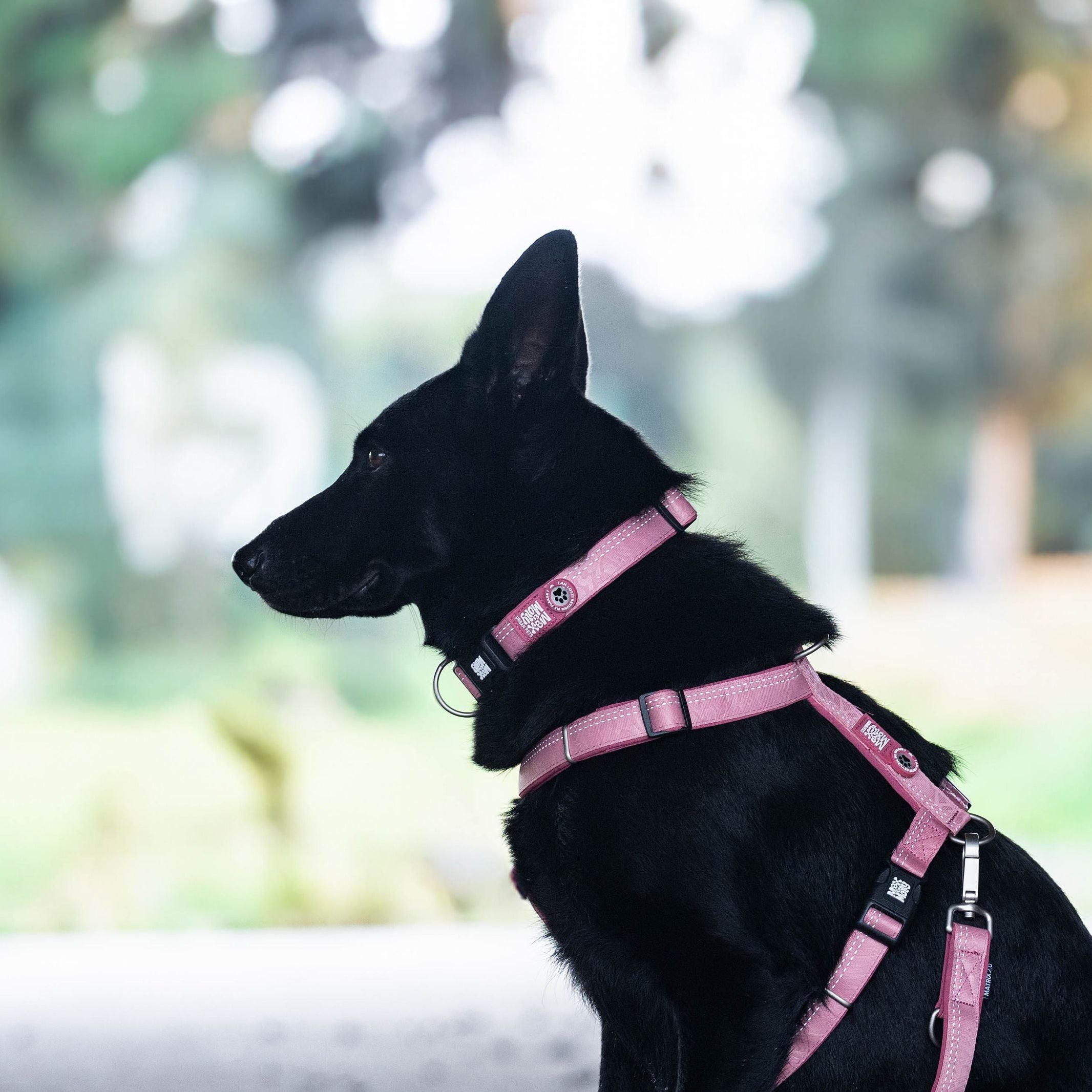 GOTCHA! Smart ID Collar - Matrix 2.0 Rose