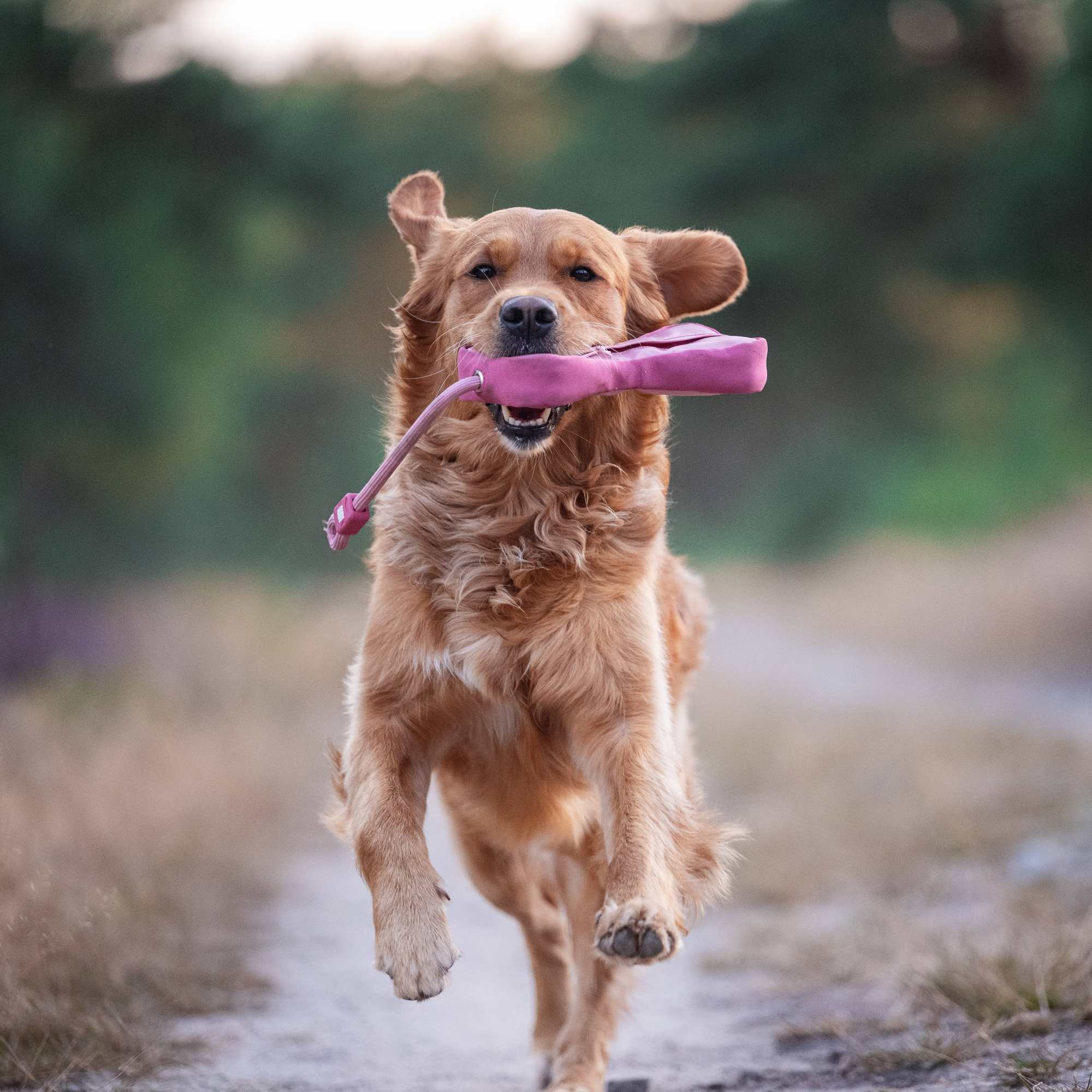 Food Dummy - Matrix 2.0 Rose