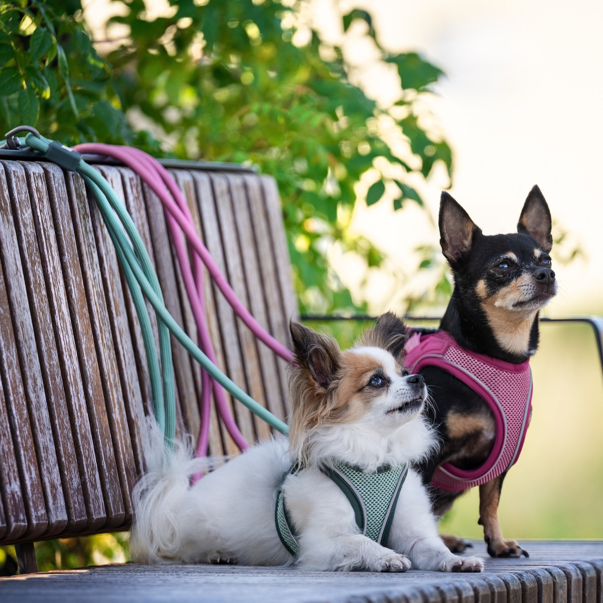 Air Vest Hunde Geschirr - Matrix 2.0 Jade