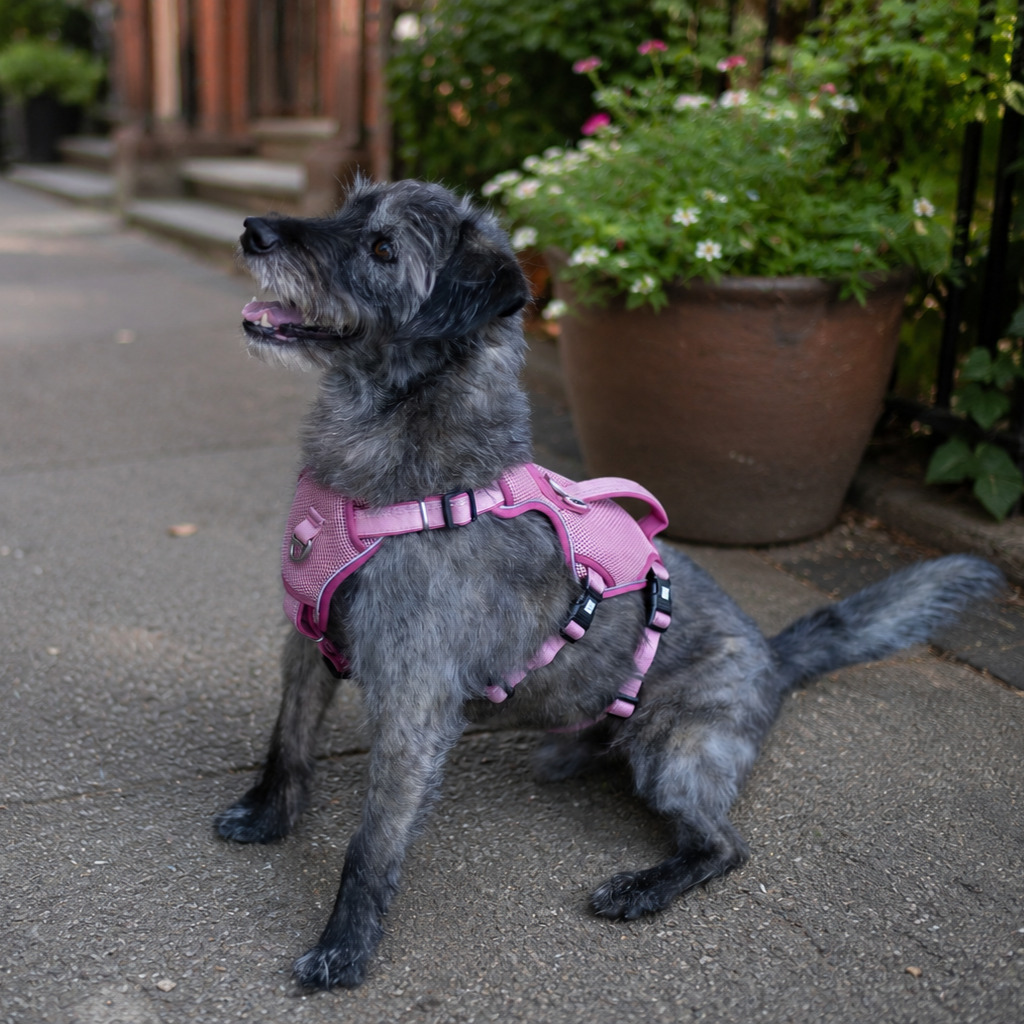 Smart ID Safety Sport Harness - Matrix 2.0 Rose