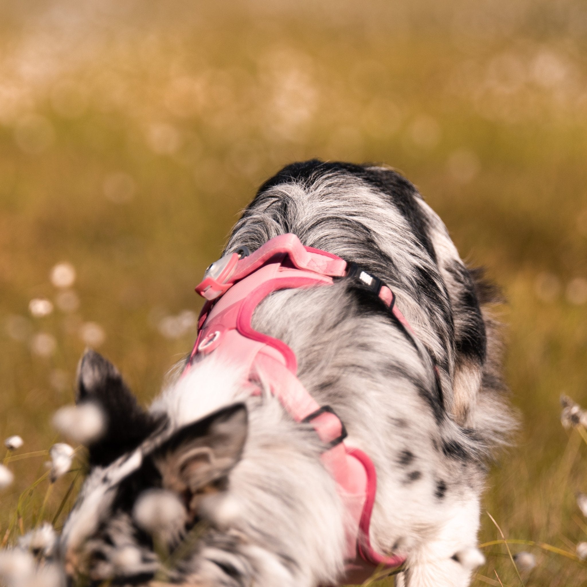 GOTCHA! Smart ID Sport Geschirr - Matrix 2.0 Rose