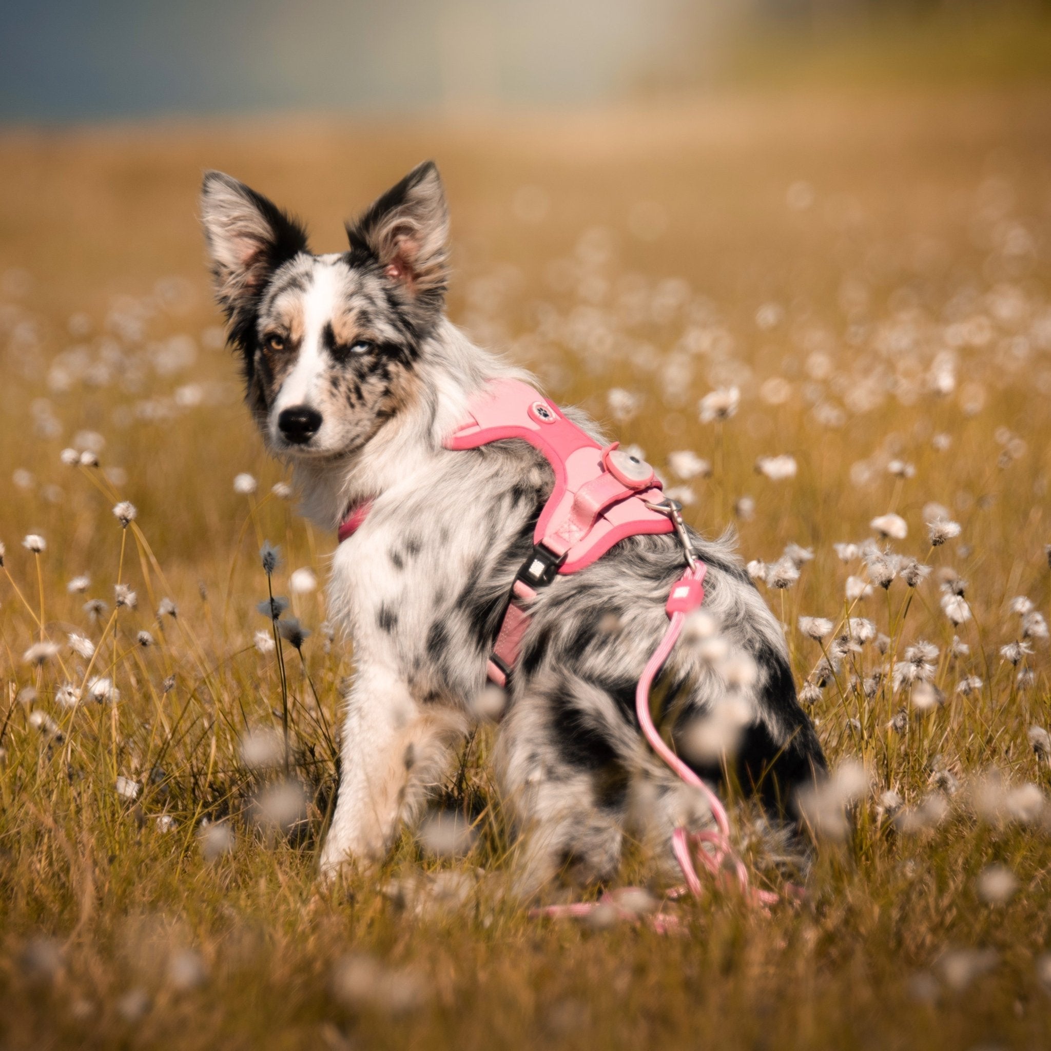 Tauleine - MATRIX 2.0 Rose