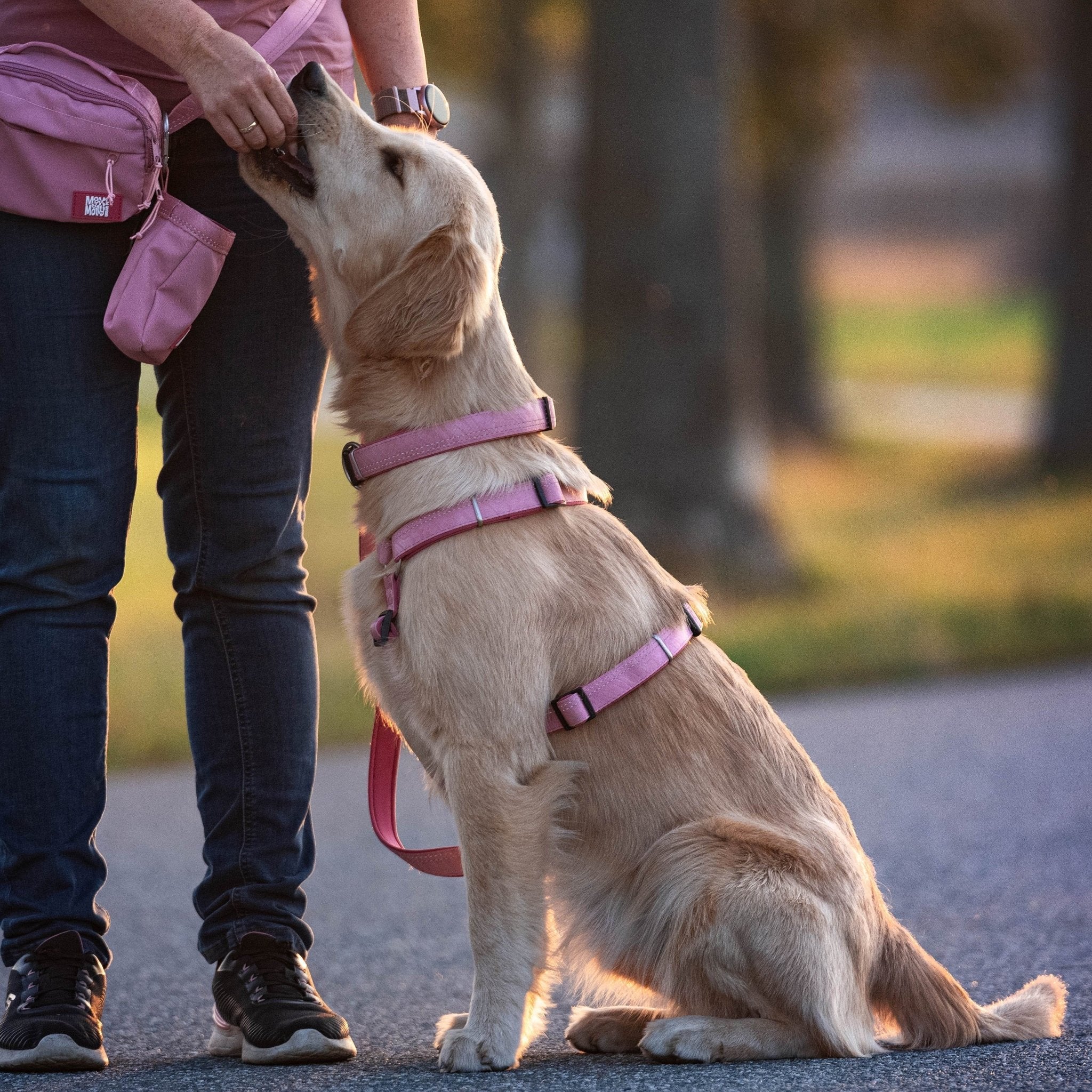 GOTCHA! Smart ID Comfort H-Geschirr - Matrix 2.0 Rose