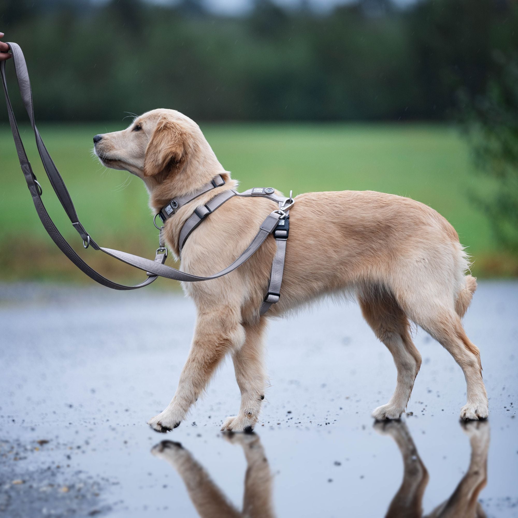 GOTCHA! Smart ID Comfort H-Harness - Matrix 2.0 Sand