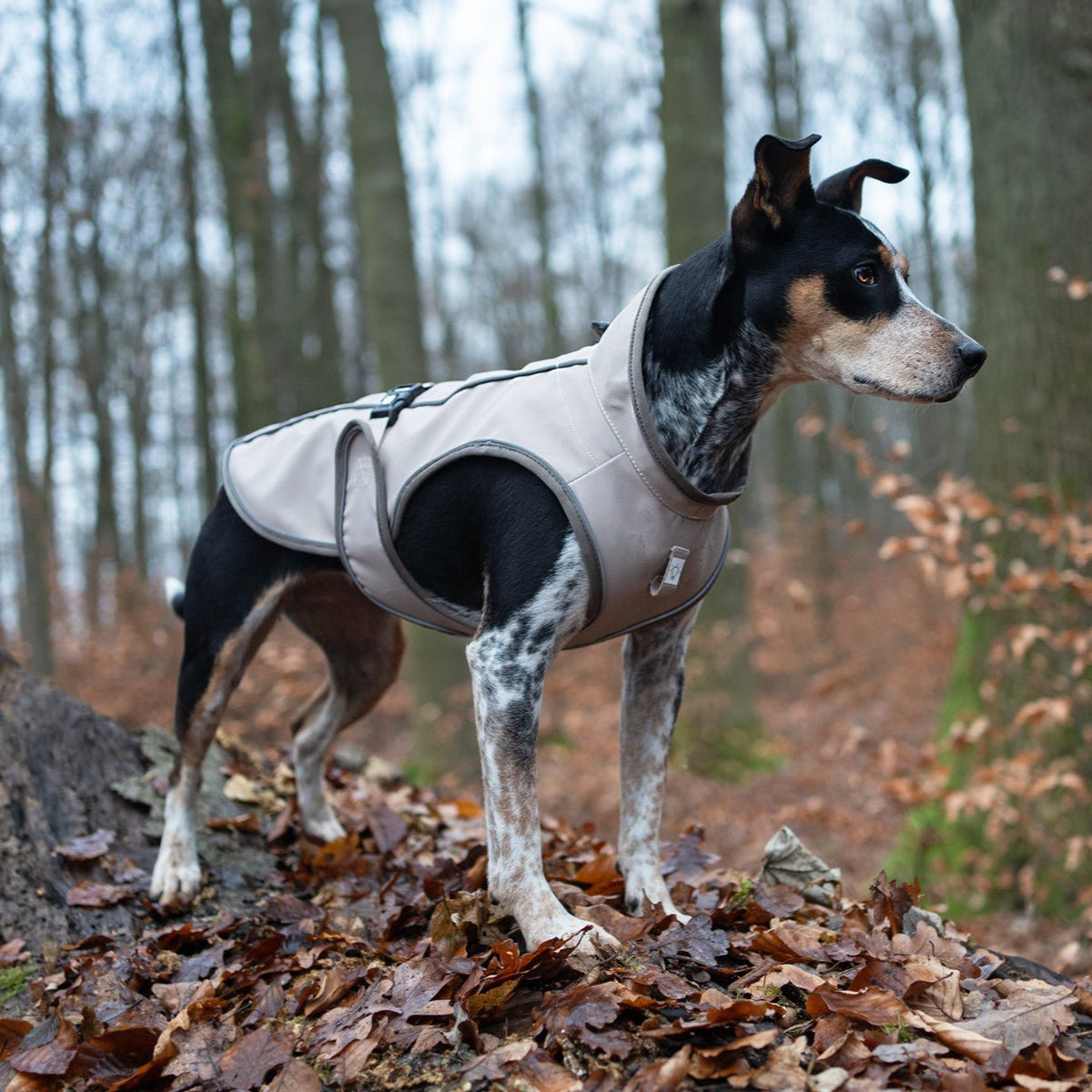 Raincoat for dogs - Matrix 2.0 Sand
