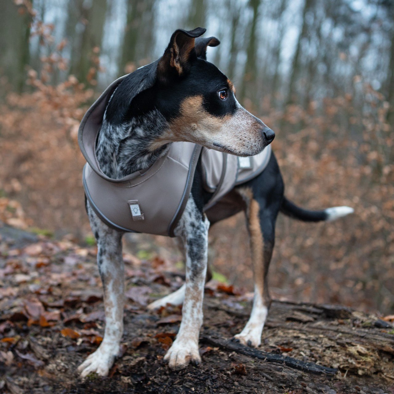 Regenmantel für Hunde - MATRIX 2.0 SAND