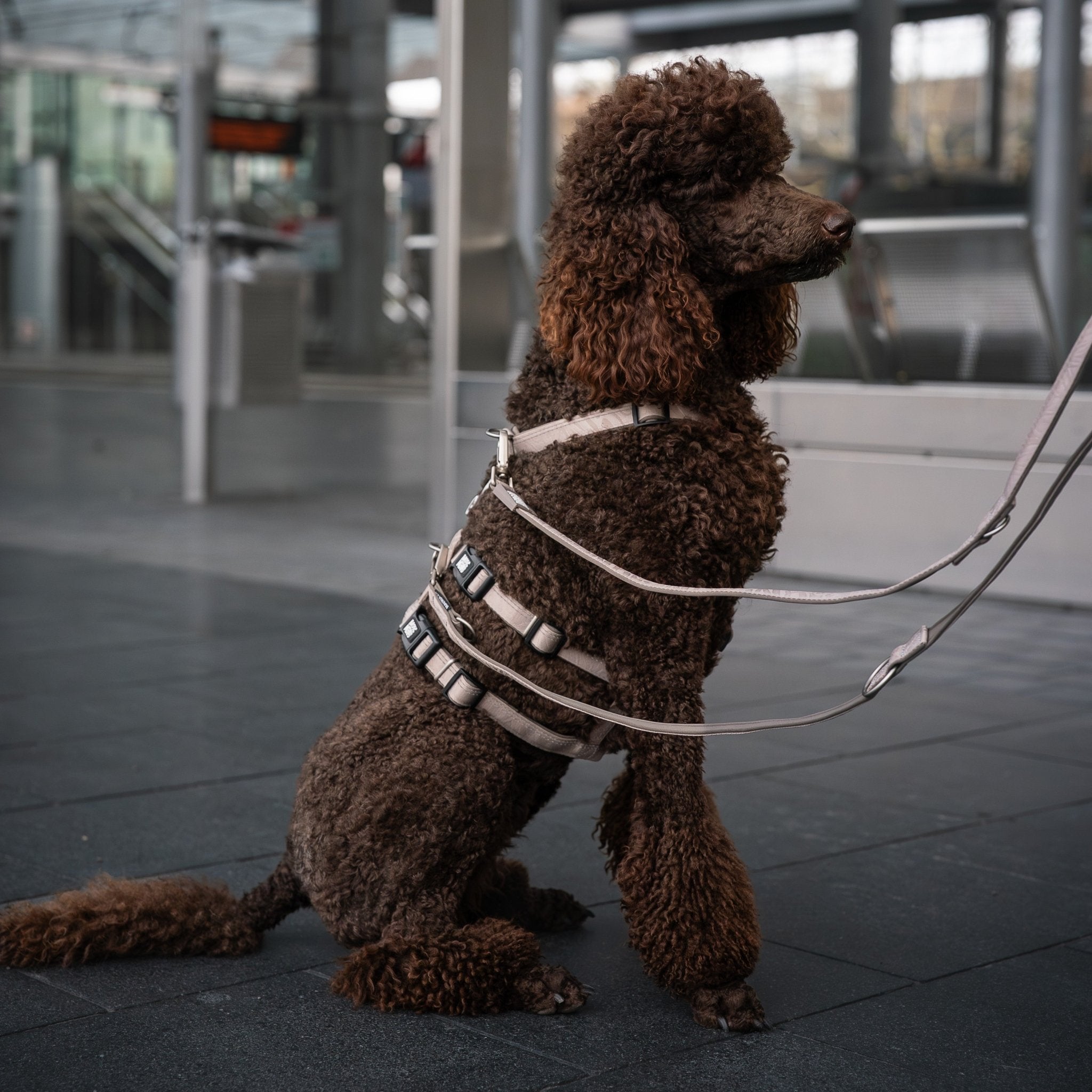Multifunctional Leash - Matrix 2.0 Sand
