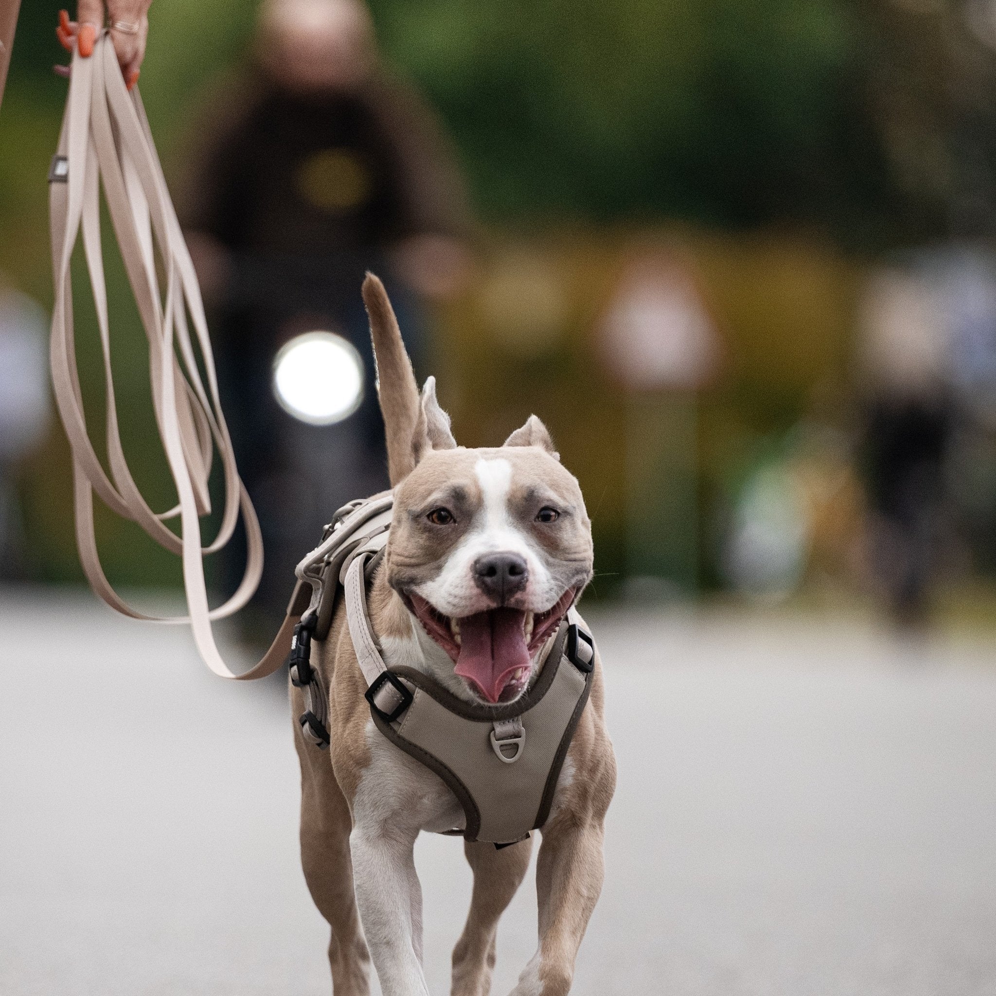 Tracking Leash with handle - Matrix 2.0 Sand