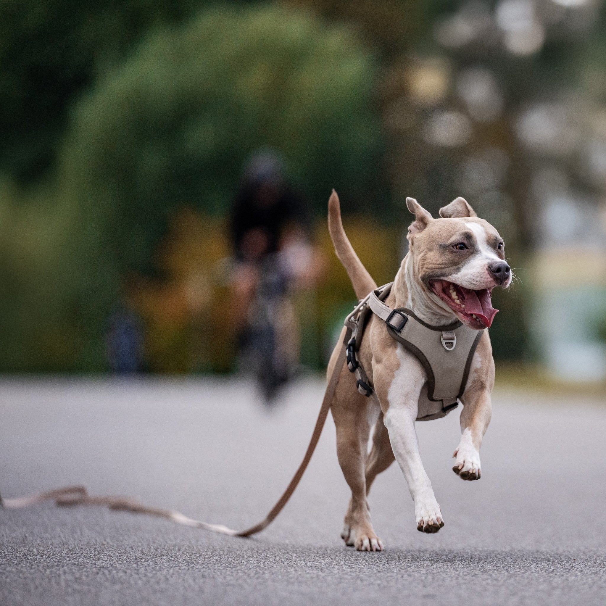 Schleppleine - Matrix 2.0 Sand