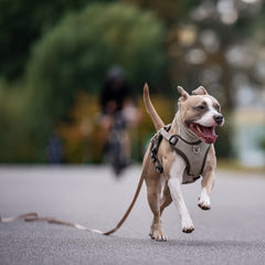 Tracking Leash - Matrix 2.0 Sand