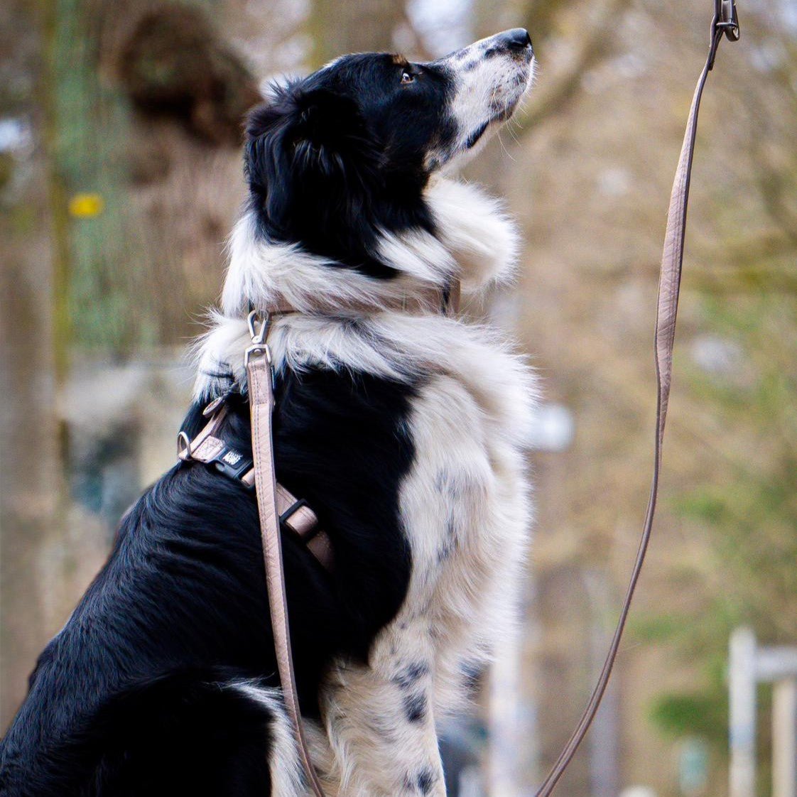 Multifunctional Leash - Matrix 2.0 Sand
