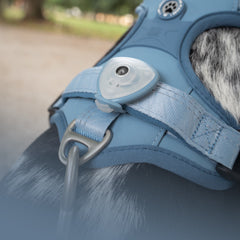 Max & Molly Urban Pets