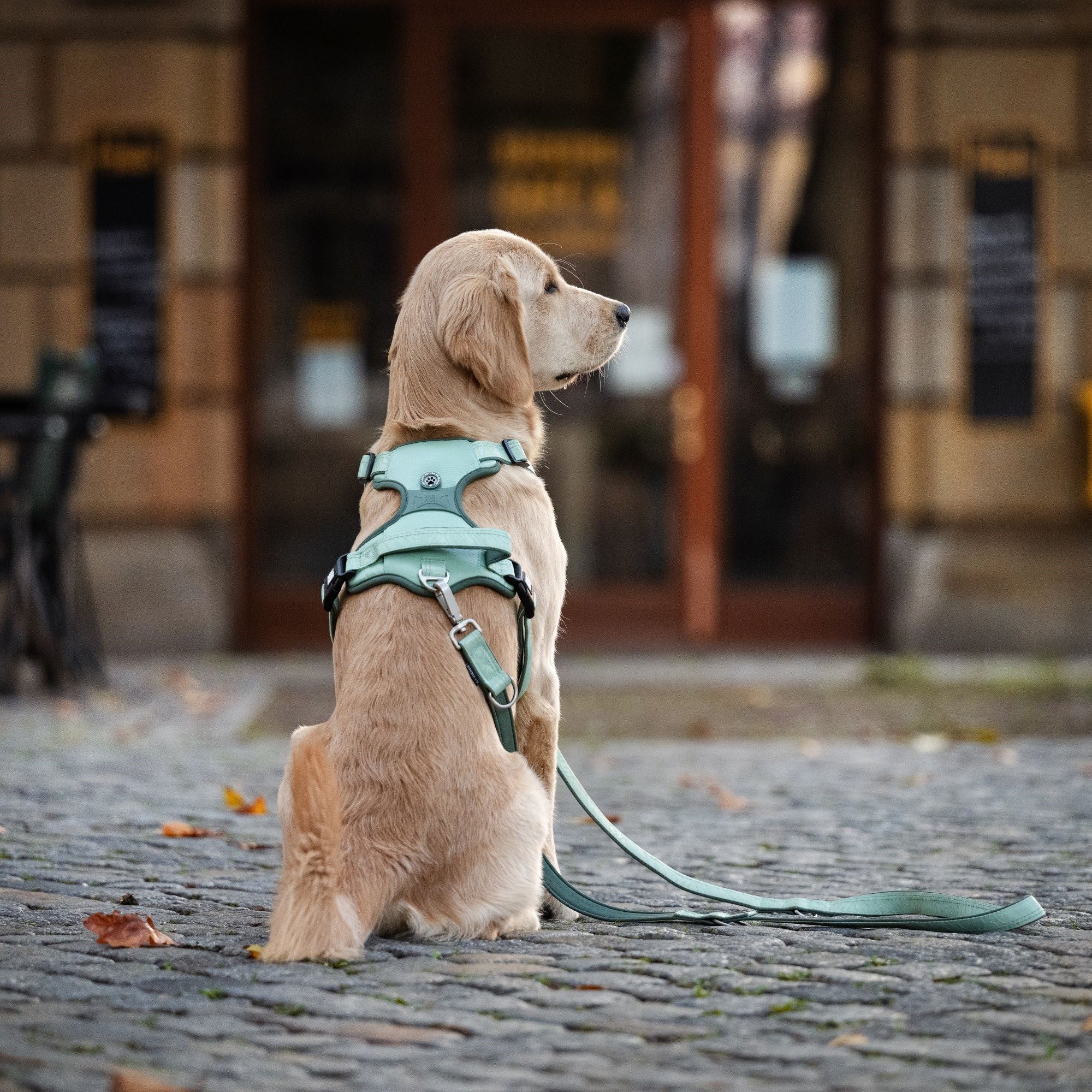 GOTCHA! Smart ID Sport Harness - Matrix 2.0 Ocean