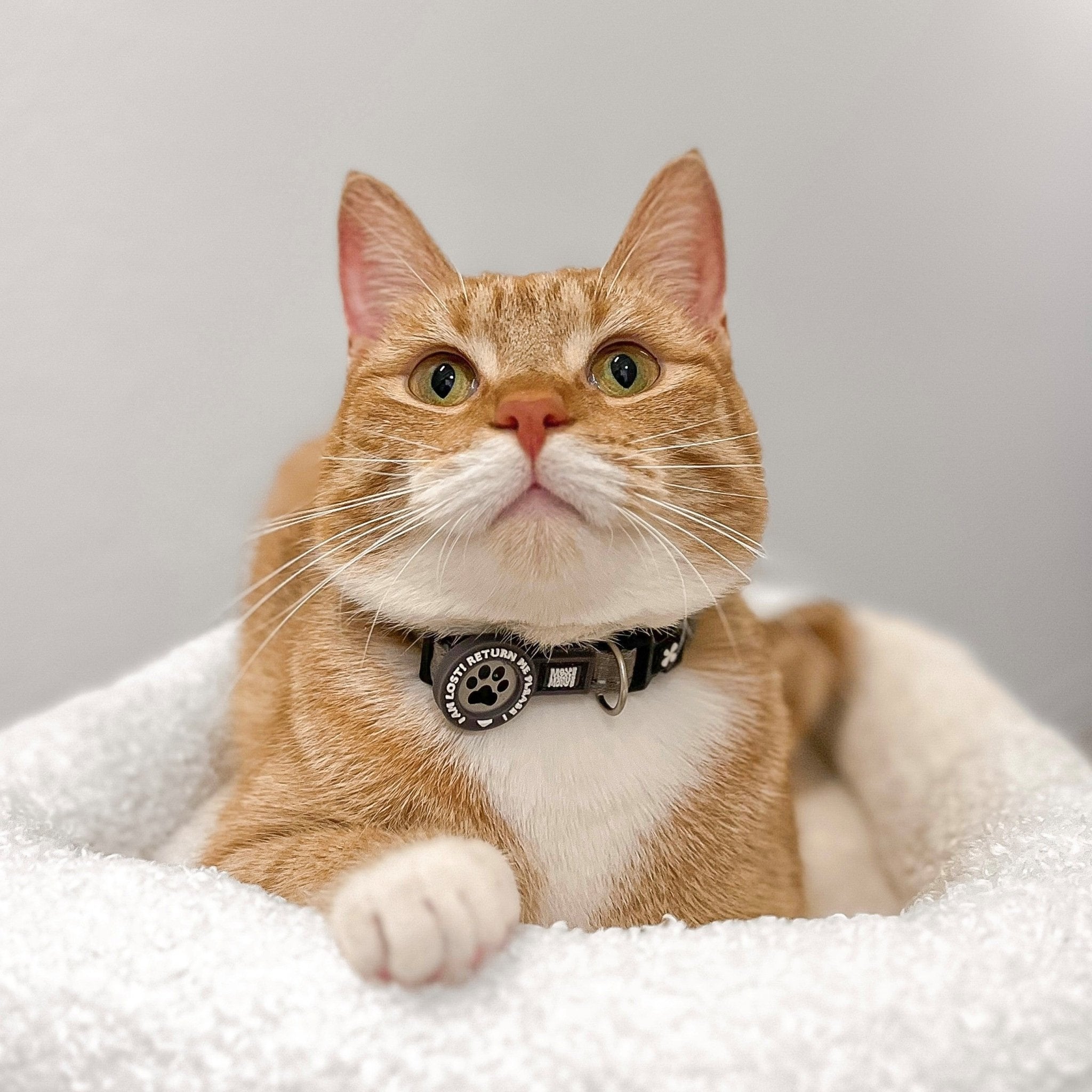 Smart ID Katzenhalsband Matrix 2.0 Stone