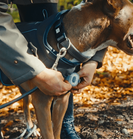 Raincoat for dogs - MATRIX 2.0 STONE