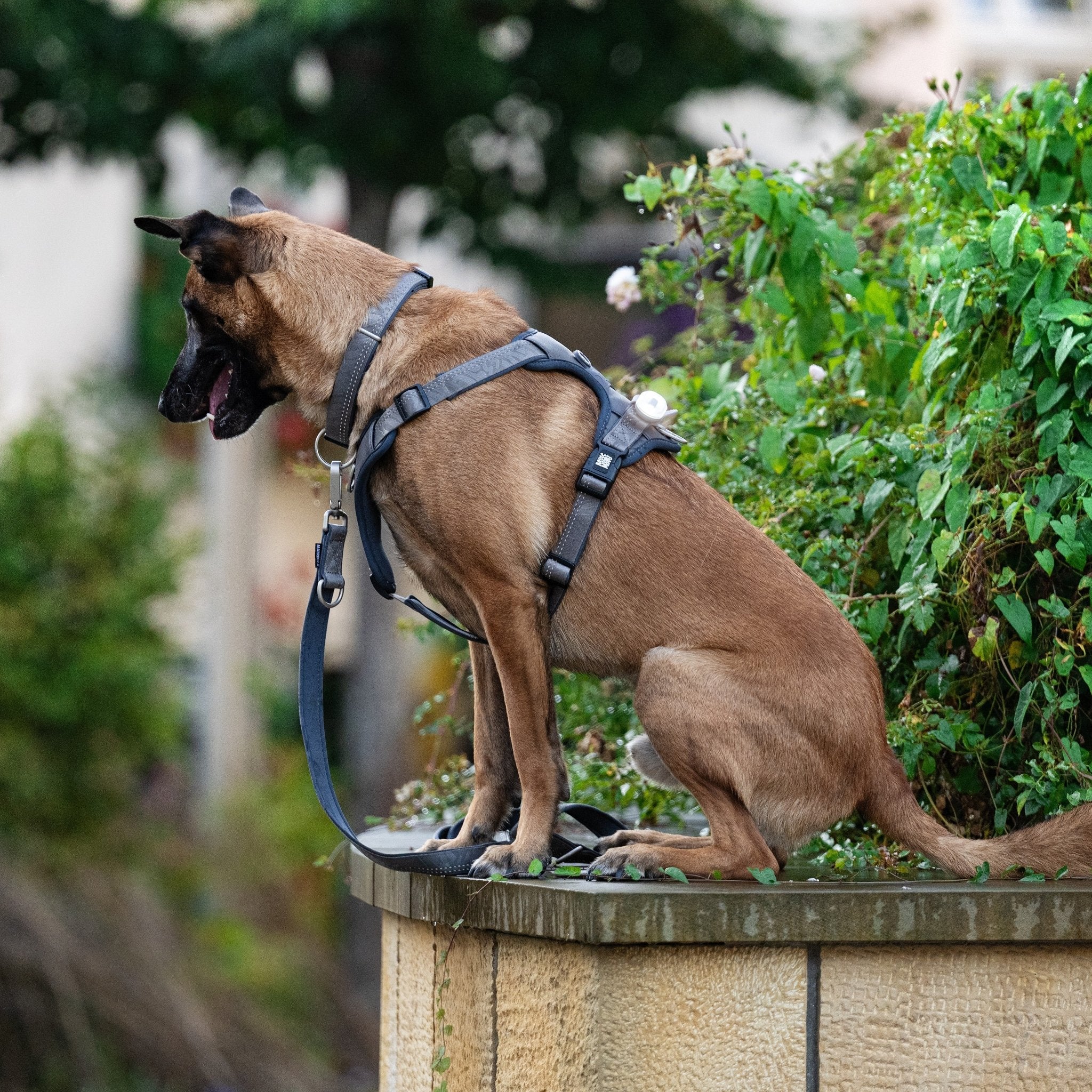 GOTCHA! Smart ID Sport Harness - Matrix 2.0 Stone