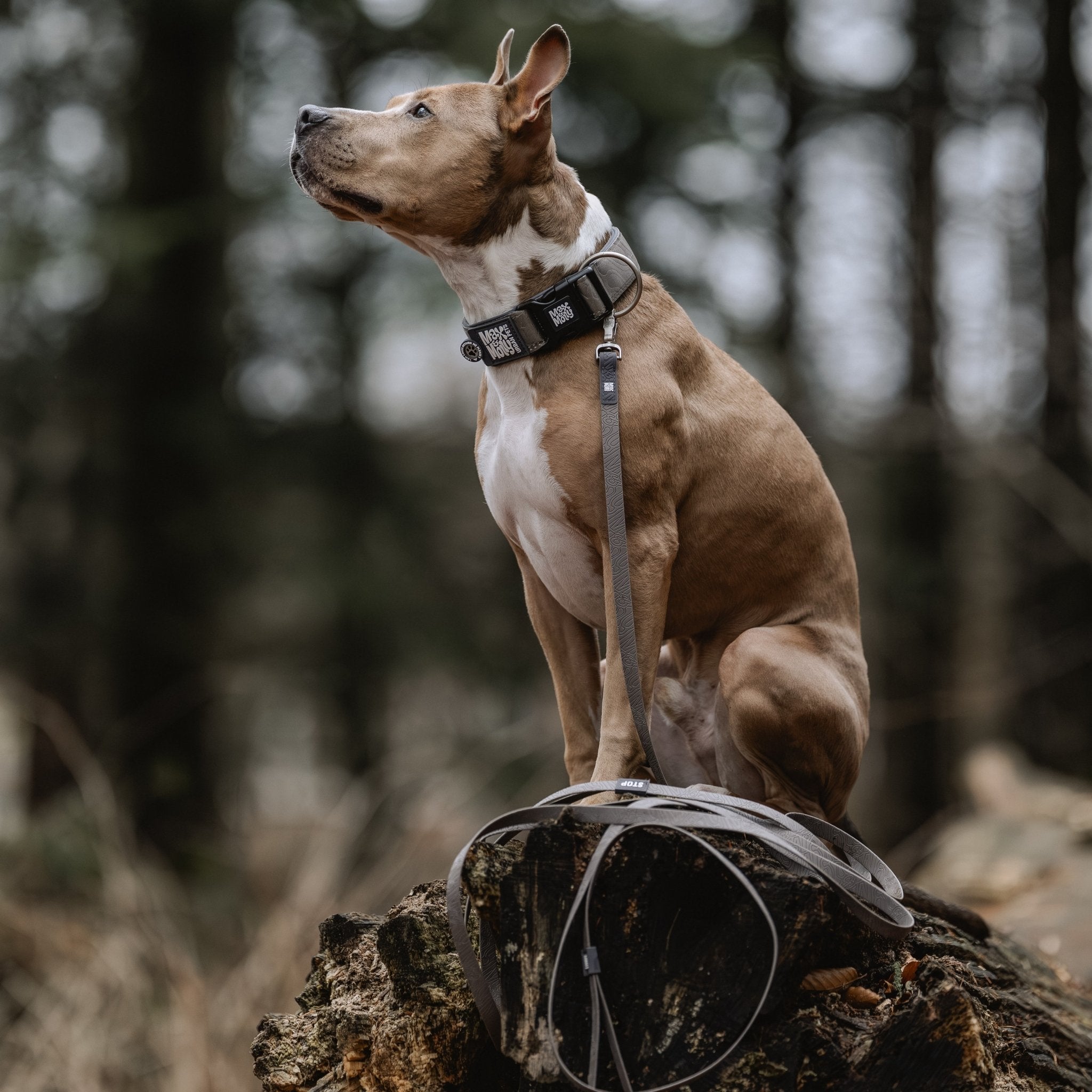 Tracking Leash with handle - Matrix 2.0 Stone