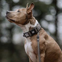 Smart ID Wide Collar - Matrix 2.0 Stone