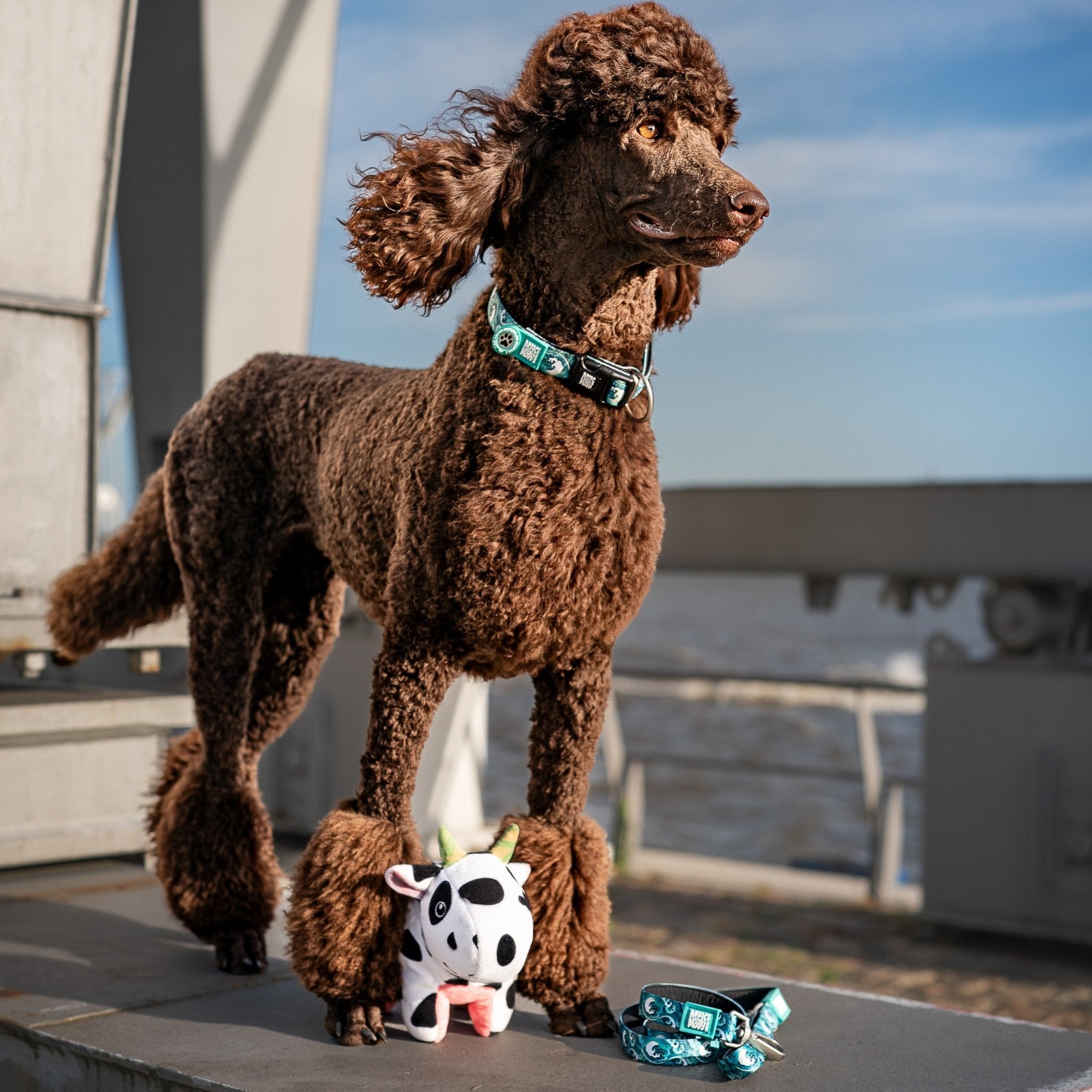 Multifunktionsleine - Storm