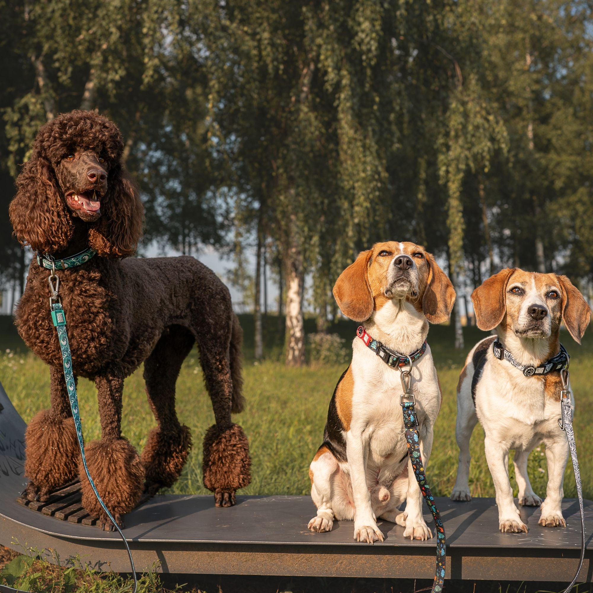 Multi Function Leash - Kindergarten