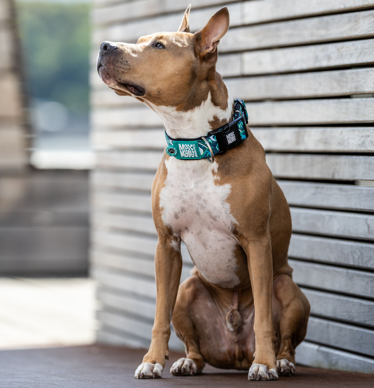 Gotcha! Smart ID Breites Hunde Halsband - Storm