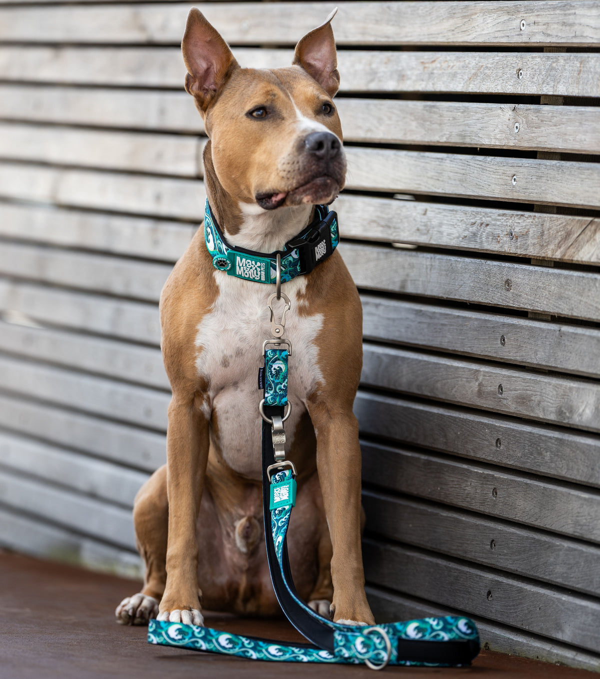 Gotcha! Smart ID Wide Dog Collar - Storm