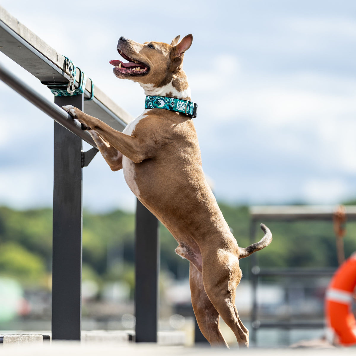 Gotcha! Smart ID Wide Dog Collar - Storm