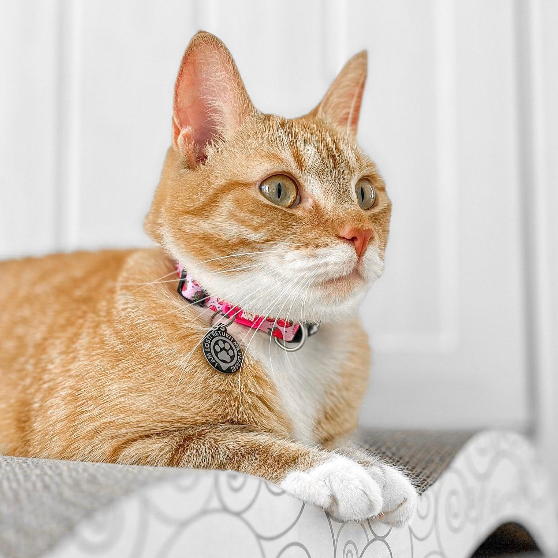Smart ID Cat Collar - Strawberry Dream