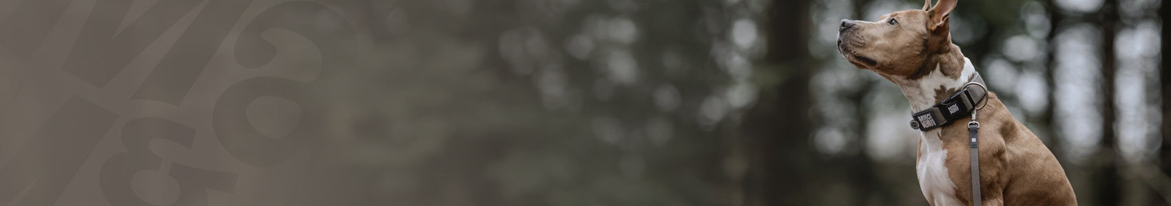 Tracking Leashes - Matrix 2.0