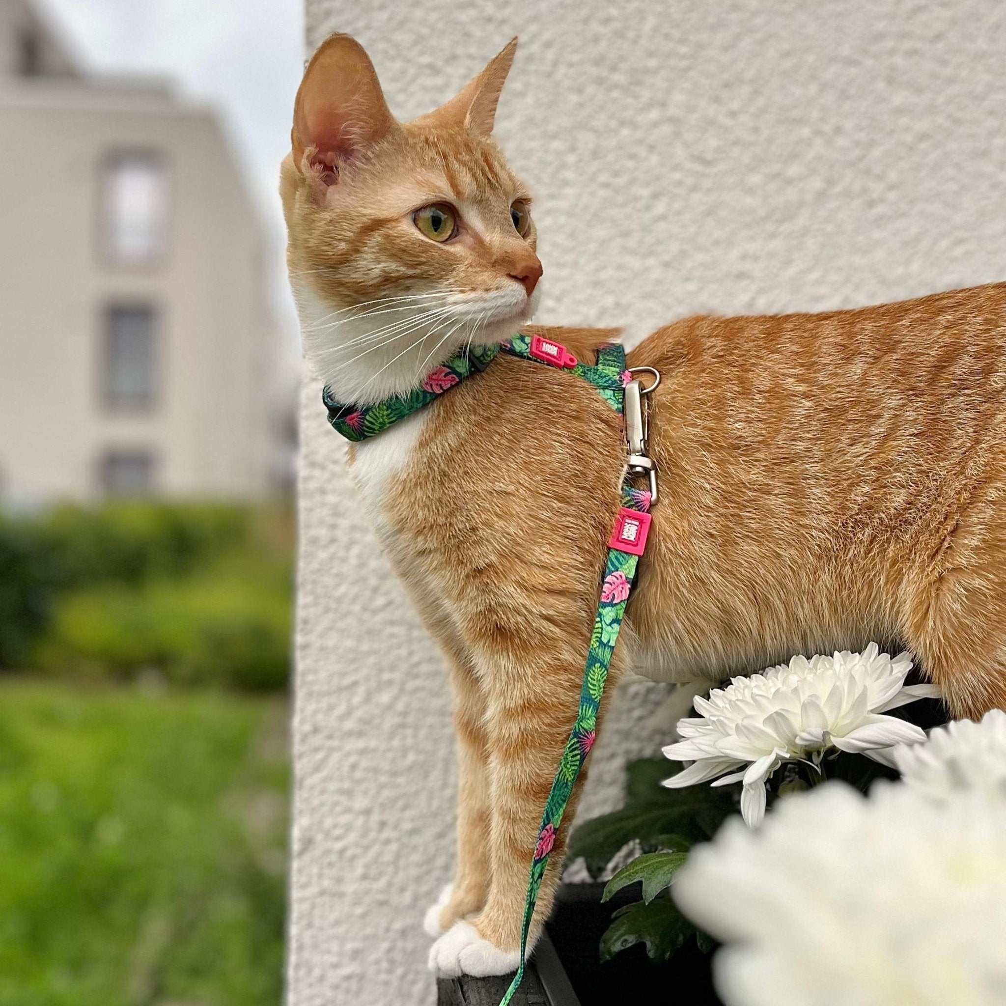 Katzen Geschirr/Leinen Set - Tropical