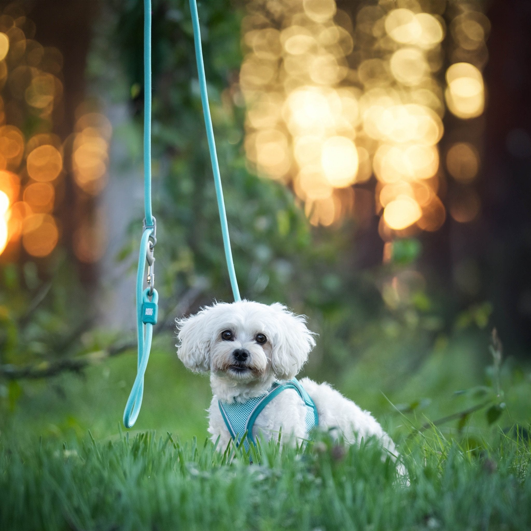 Air Vest Dog Harness - Matrix 2.0 Turquoise