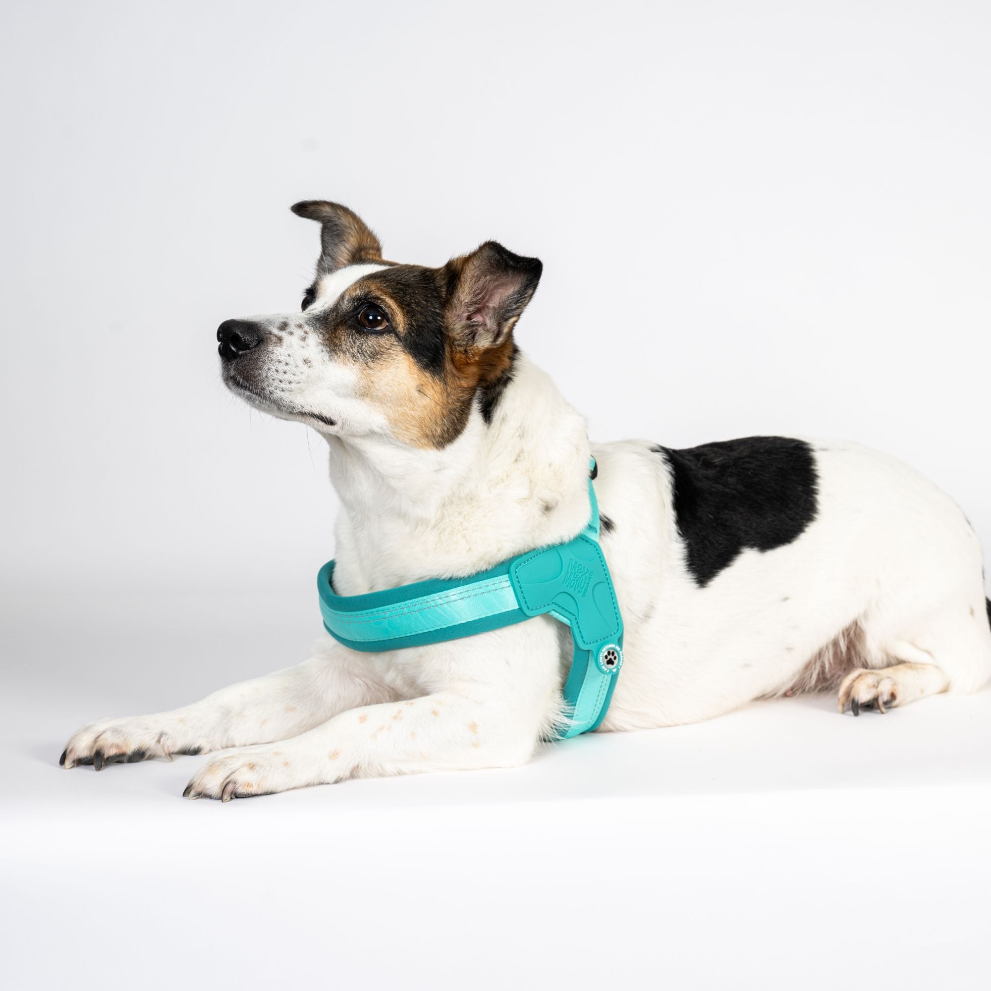 GOTCHA! Smart ID Q-Fit Harness - Matrix 2.0 Turquoise