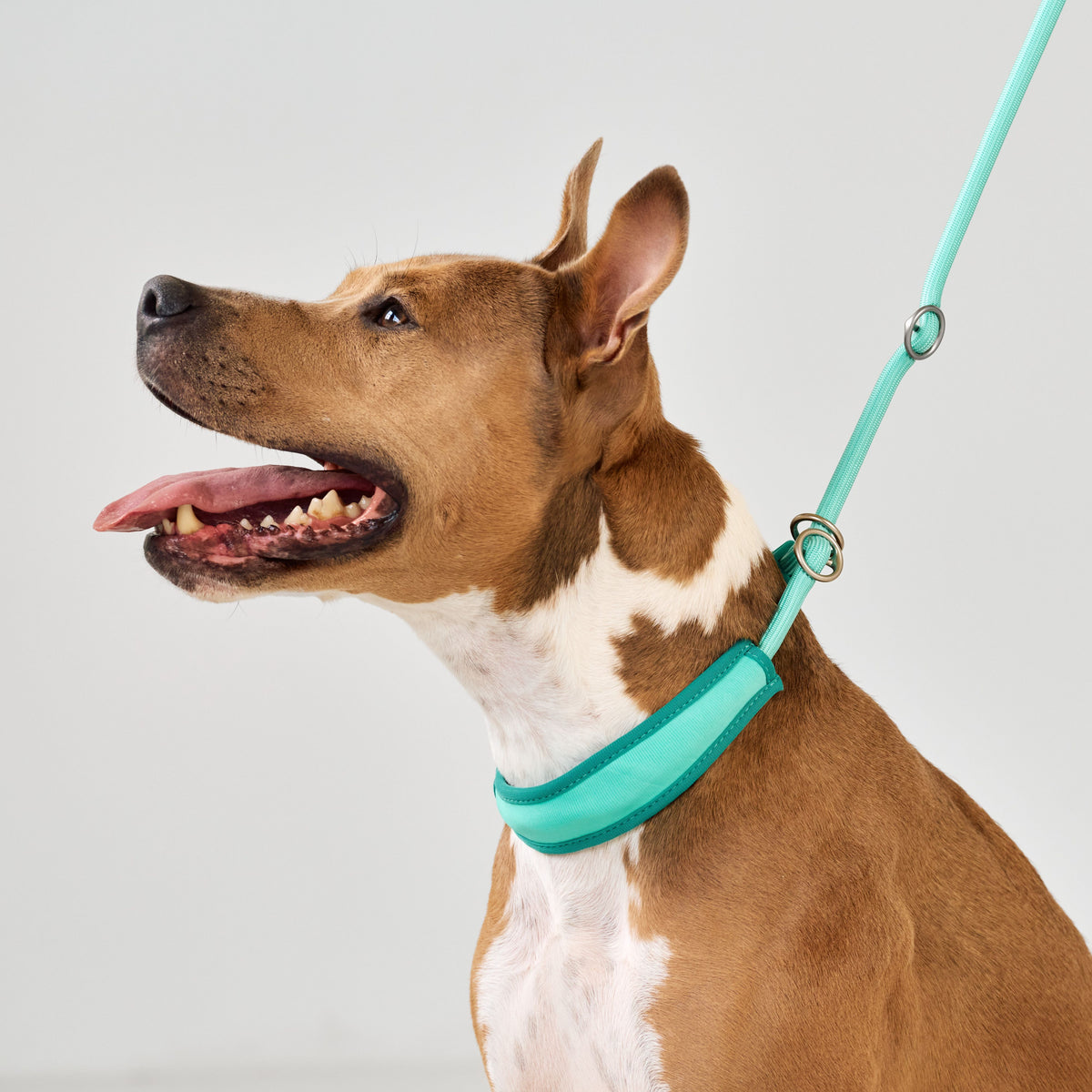 Retriever Rope Leash - Matrix 2.0 Turquoise