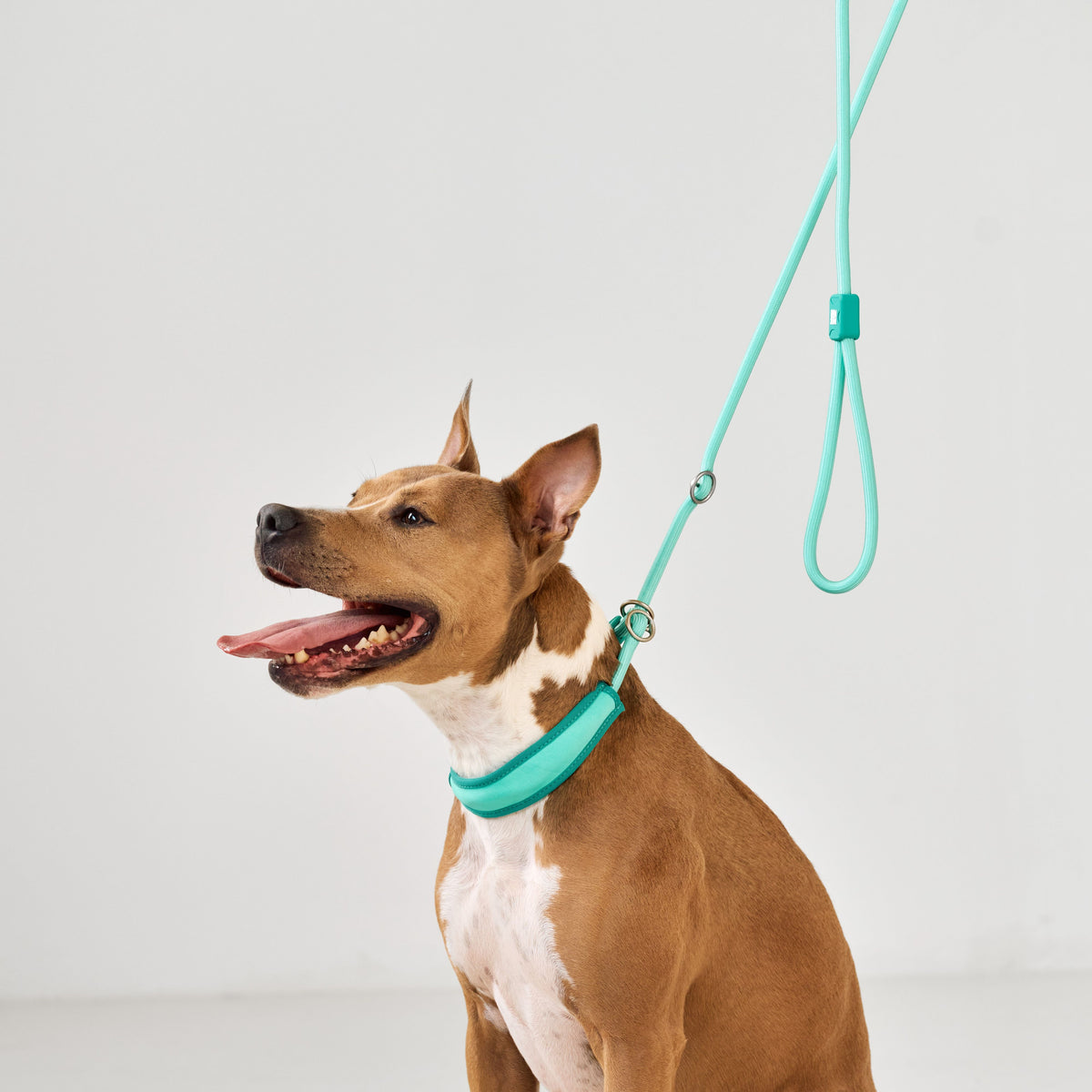 Retriever Rope Leash - Matrix 2.0 Turquoise