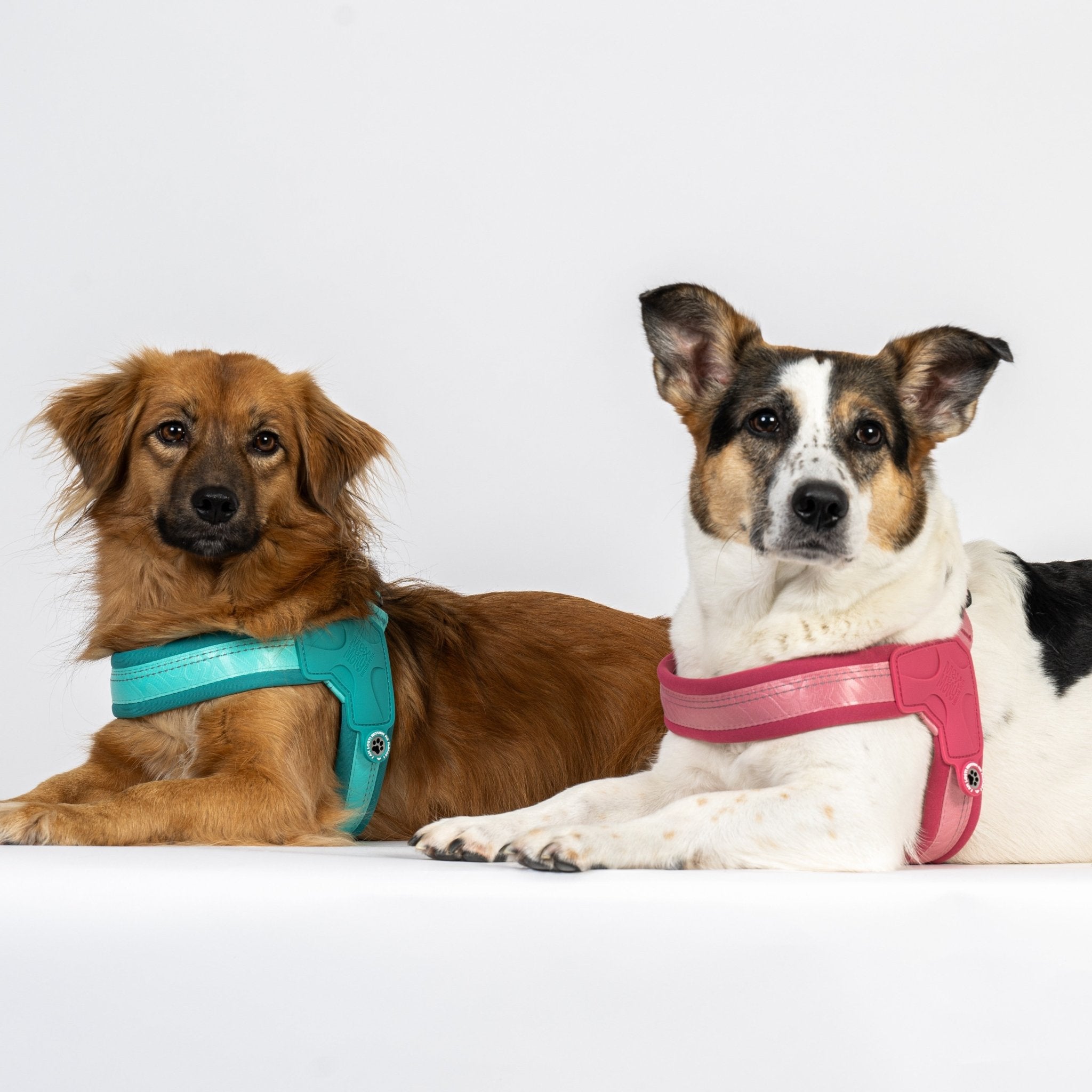 GOTCHA! Smart ID Q-Fit Harness - Matrix 2.0 Turquoise