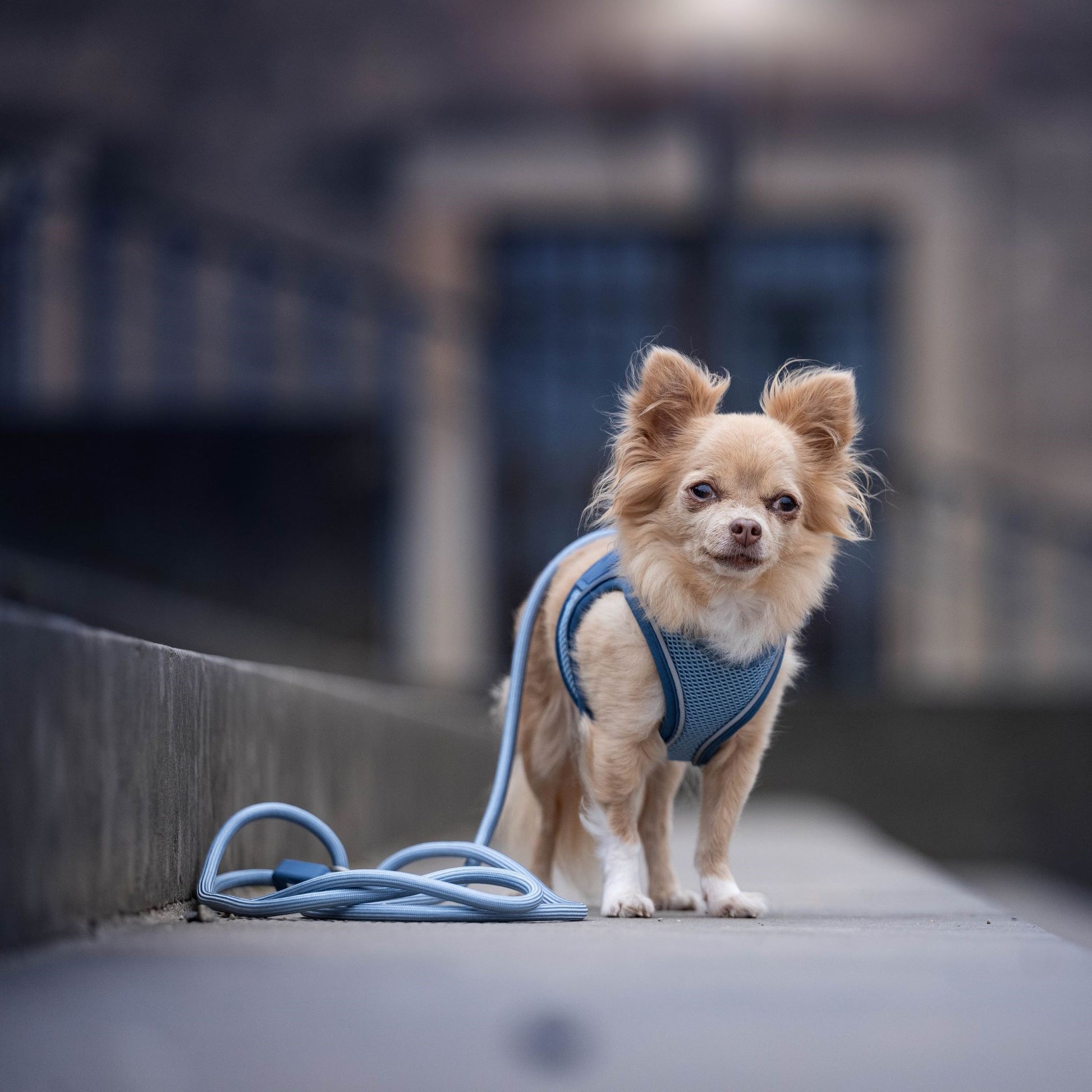 Max & Molly rope leash – durable, adjustable, and lightweight for secure and comfortable dog walks.