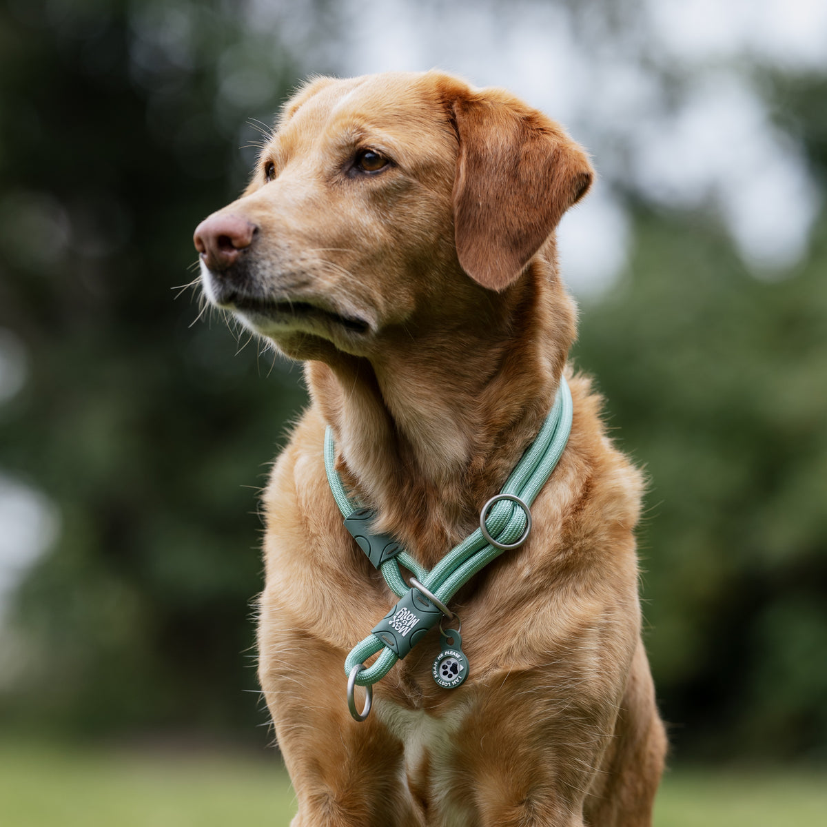Gotcha! Smart ID Martingale Collar - Matrix 2.0 Jade