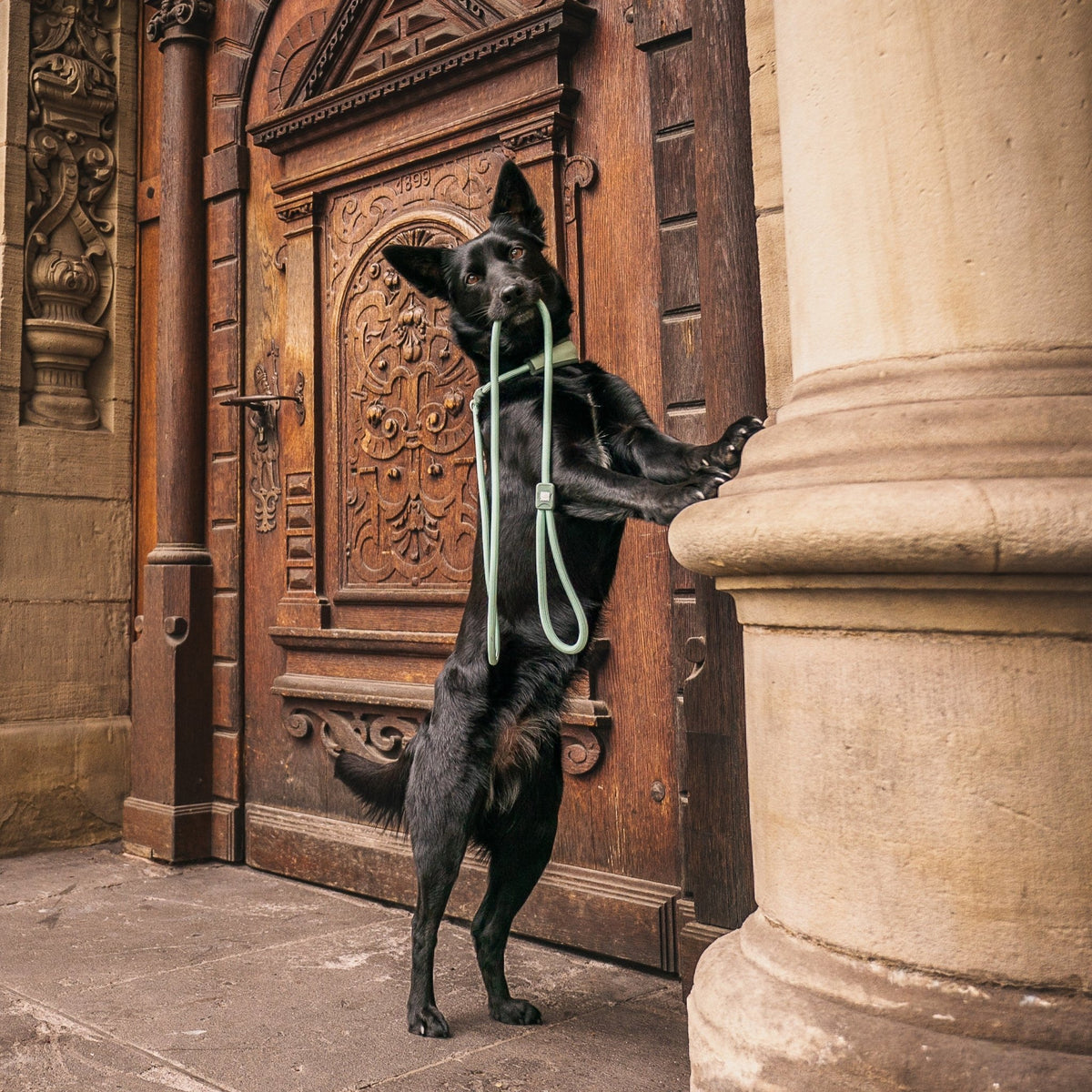 Retriever Rope Leash - Matrix 2.0 Jade