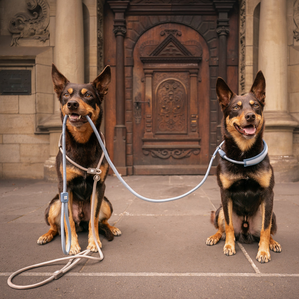 Retriever Rope Leash - Matrix 2.0 Black