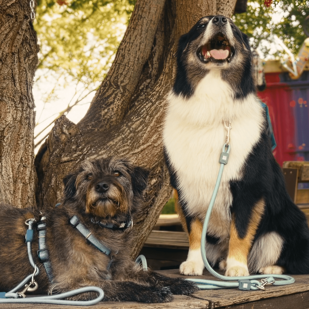 Rope Leash - MATRIX 2.0 Jade