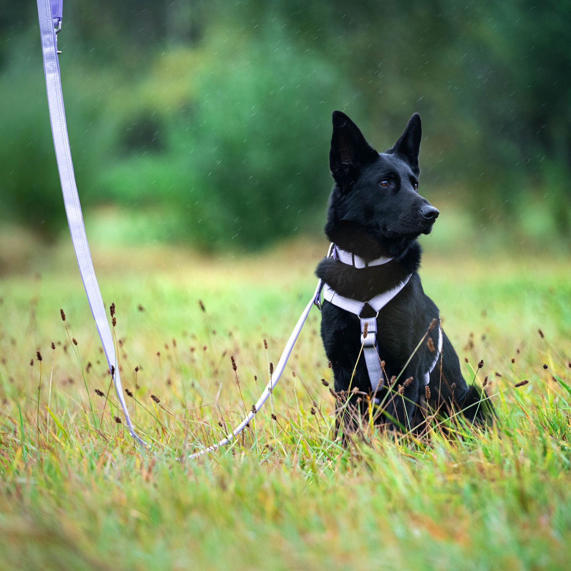 GOTCHA! Smart ID Comfort H-Geschirr - Matrix 2.0 Lavendel