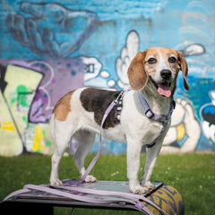 Tracking Leash with handle - Matrix 2.0 Lavender