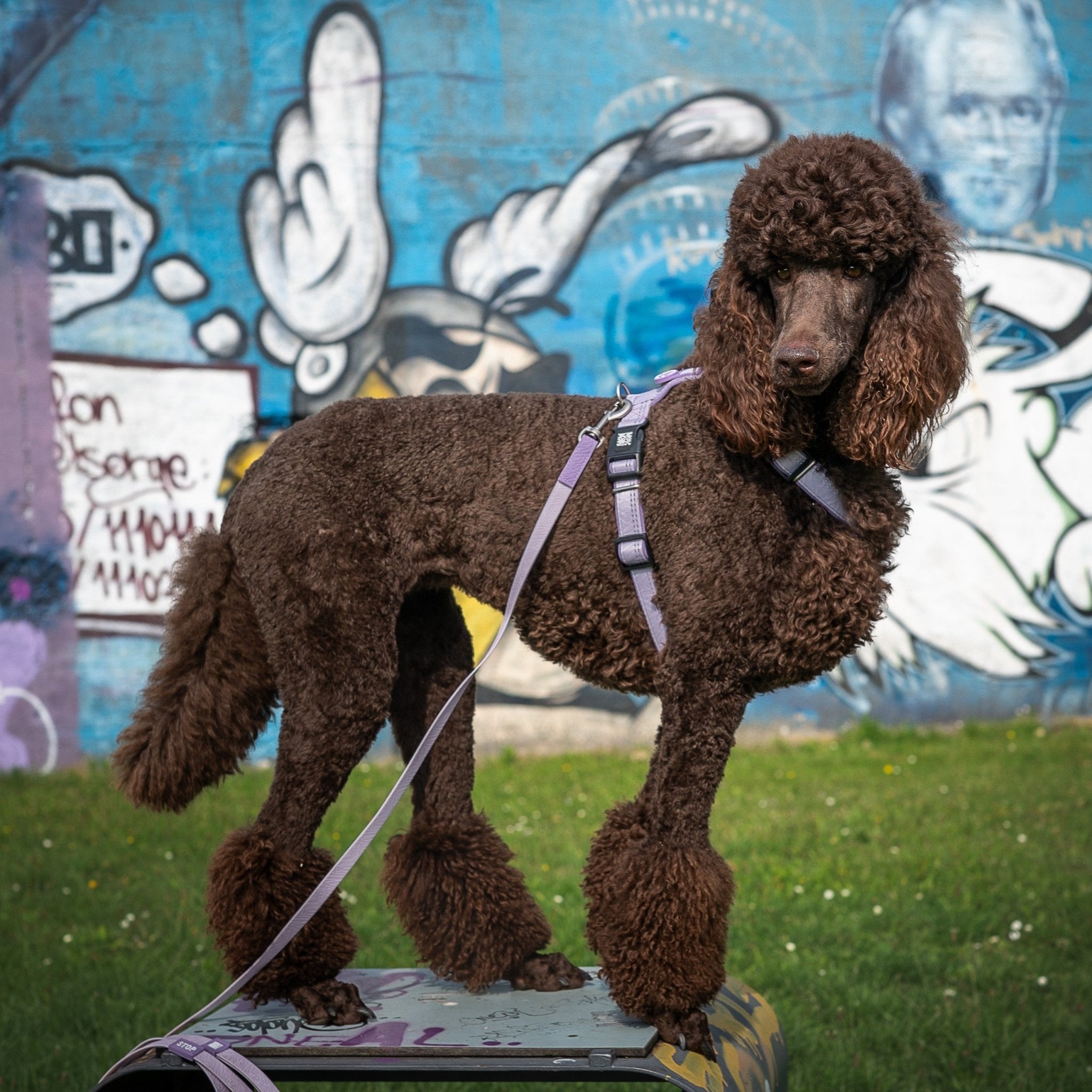 Tracking Leash with handle - Matrix 2.0 Lavender