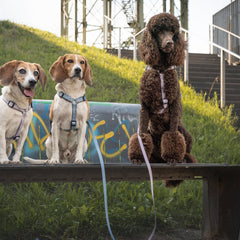 Tracking Leash with handle - Matrix 2.0 Ocean
