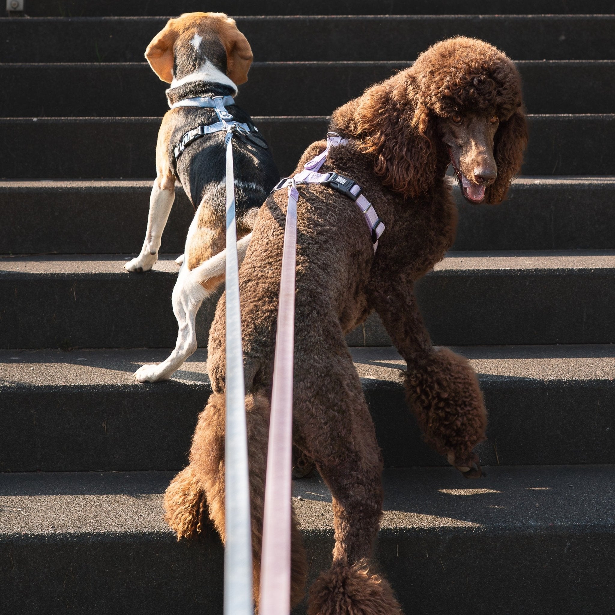 Tracking Leash with handle - Matrix 2.0 Lavender